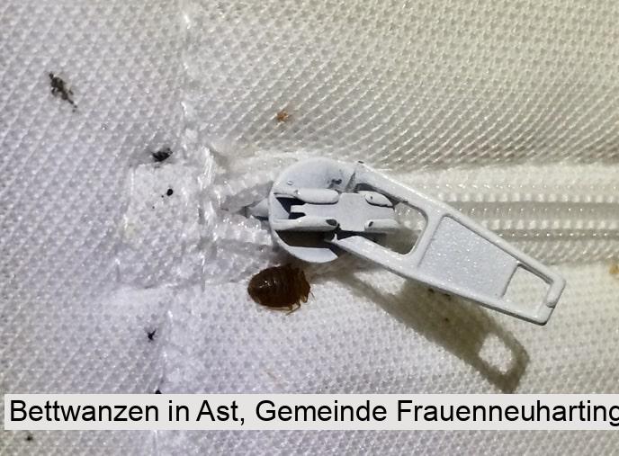 Bettwanzen in Ast, Gemeinde Frauenneuharting